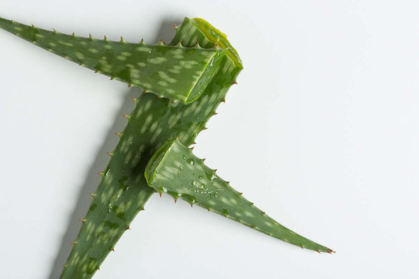 Aloe Vera für Haar und Haut